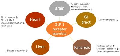 The benefits of GLP1 receptors in cardiovascular diseases